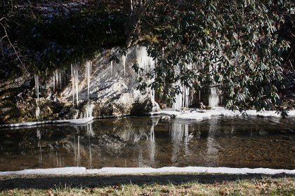 Icicles among the rhododendron.
