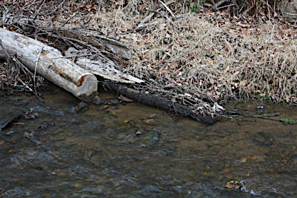 Walnut Creek