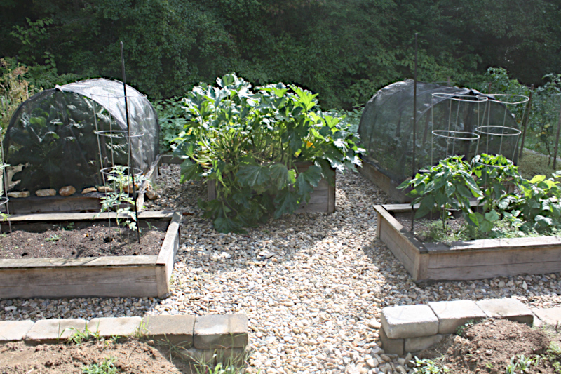 Frontal view of vegetable garden.