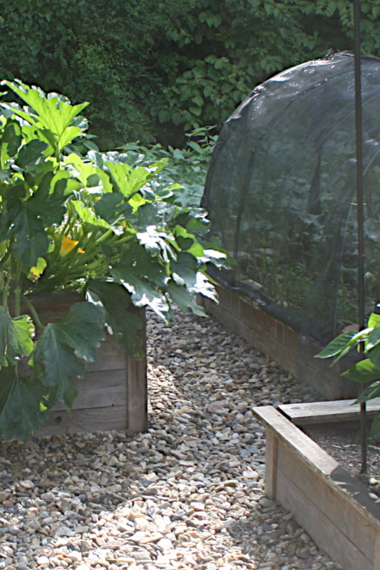 Close up view between butternut squash and broccoli.