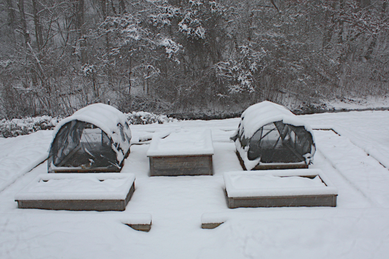 Male Cardinal on compost bins.