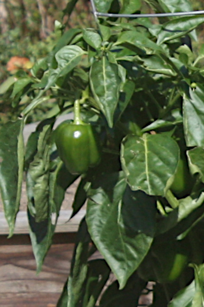 Close up of Homemade 
		Pickles cucumber.