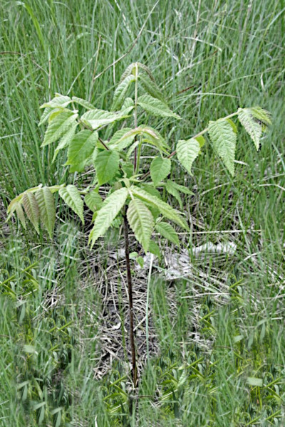 Black Walnut Sapling.