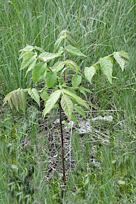 Black Walnut Sapling.