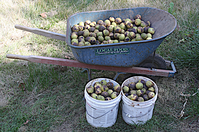 Fresh Walnuts from the Orchard