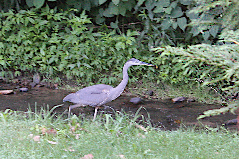 Great Blue Heron moving along the bank of Walnut Creek.