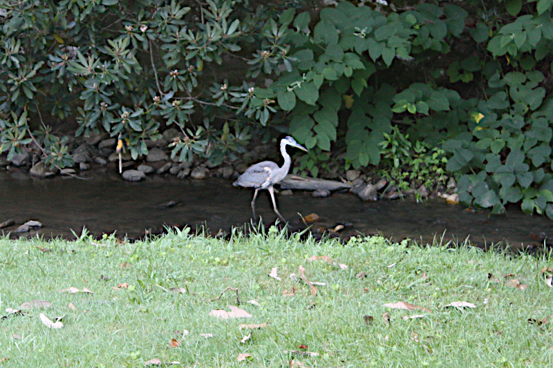 Great Blue Heron on Walnut Creek