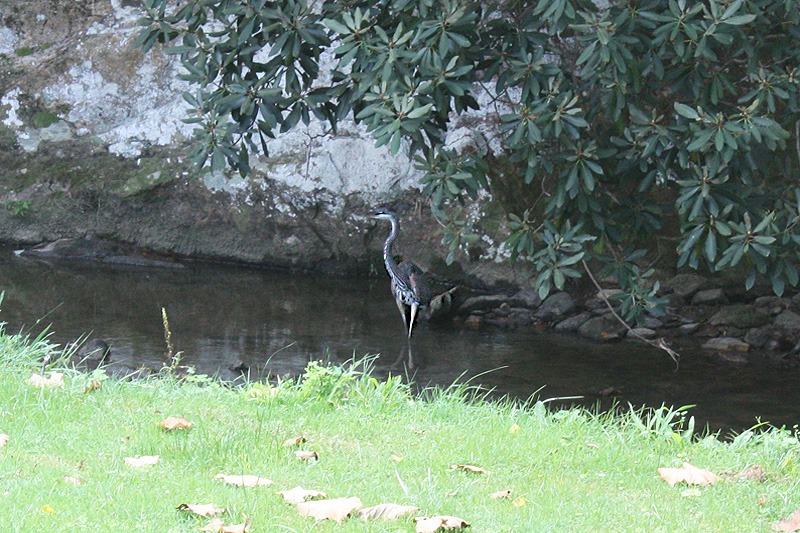 Great Blue Heron standing in the trench.