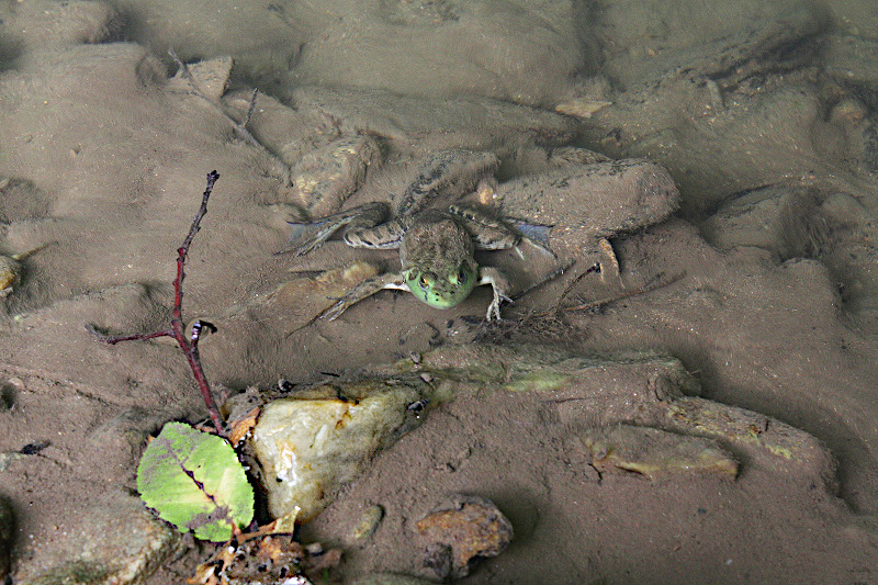 Bullfrog submerged in Walnut Creek