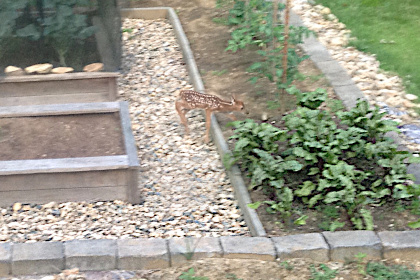 Newborn fawn exploring the garden.