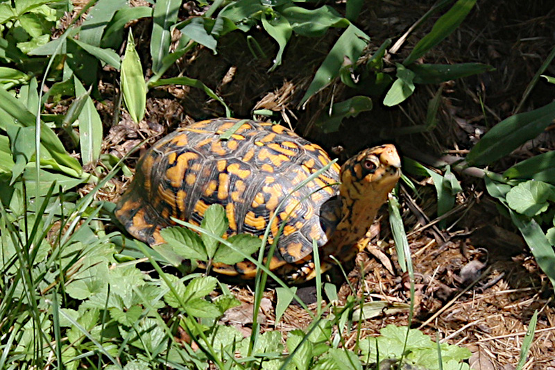 Eastern Box Turtle