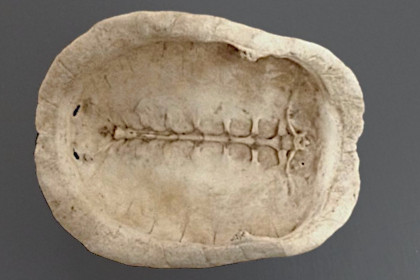 Interior of upper half of shell.