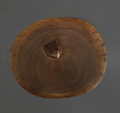 Top View of Treefrog