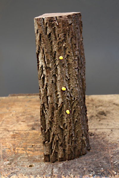 Yellow section on the workbench.